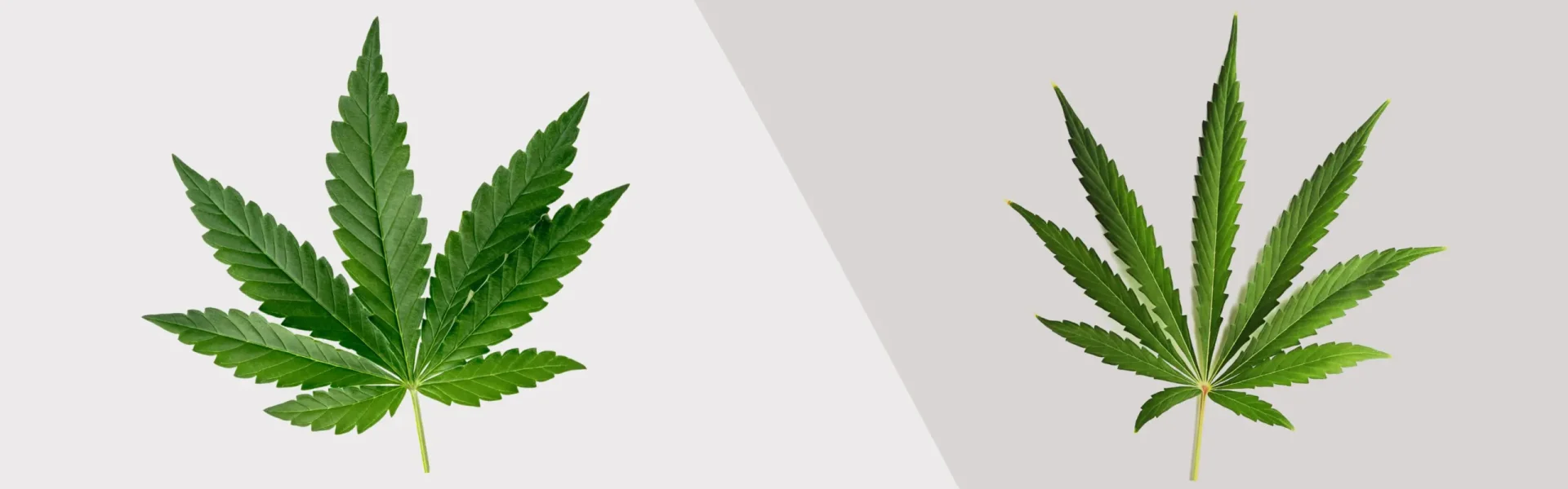 cannabis-bush-bright-light-with-white-background-medicinal-marijuana-leaves-jack-herer-variety-are-hybrid-sativa-indica (3)